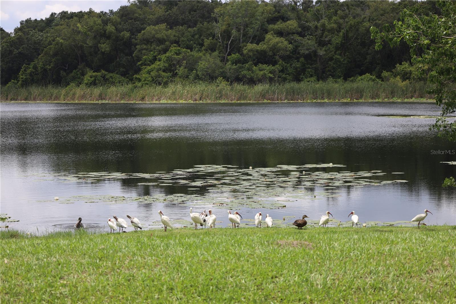 PIEDMONT LAKES PH 01 - Residential