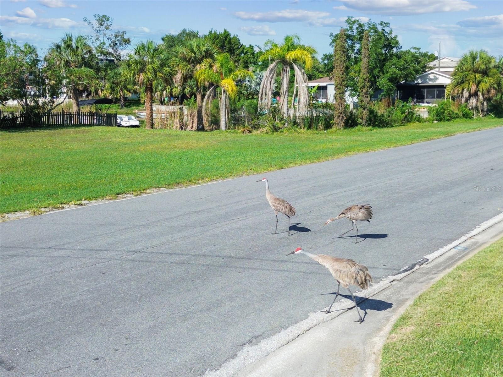 HERNANDO BEACH 14 - Land