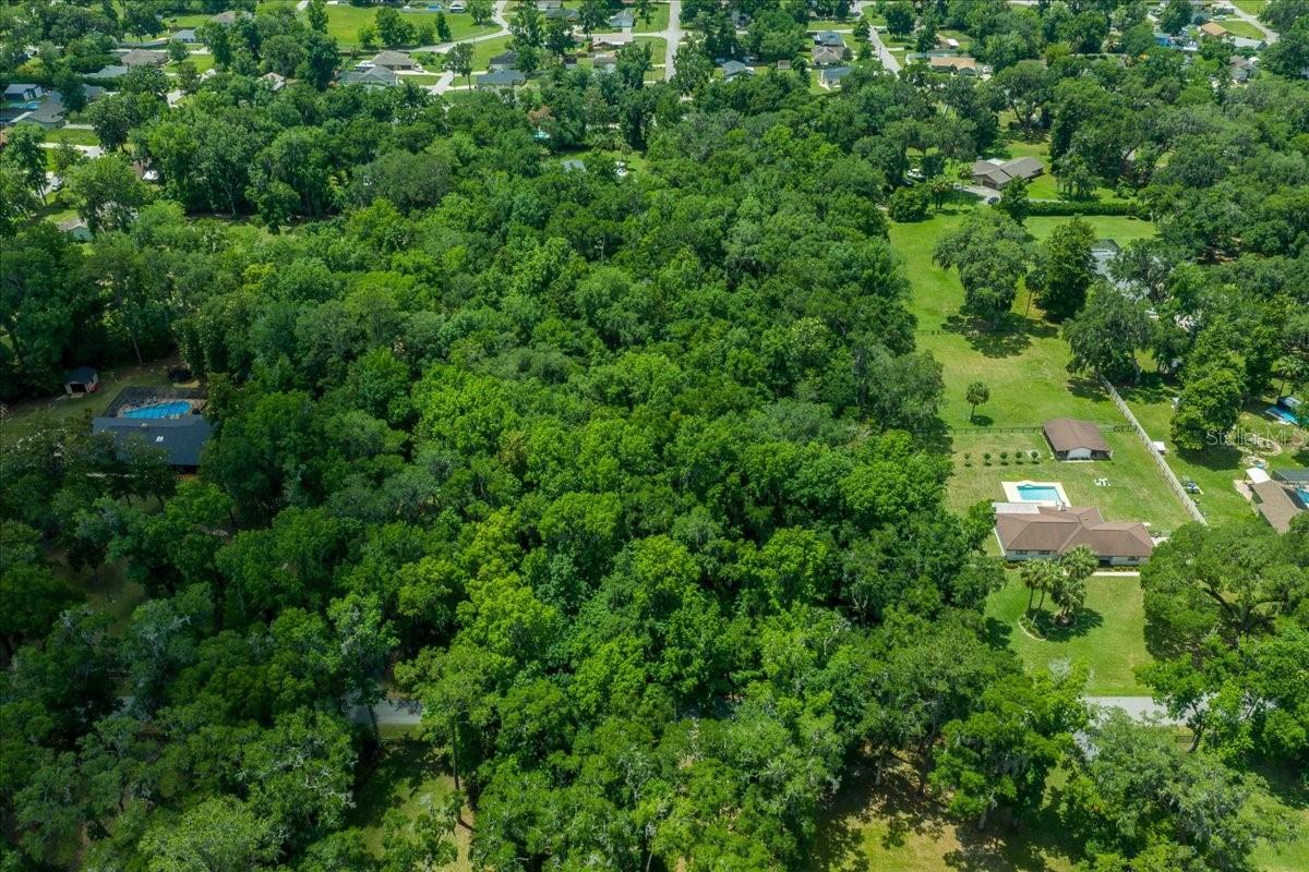 FLORIDA ORANGE GROVE - Land