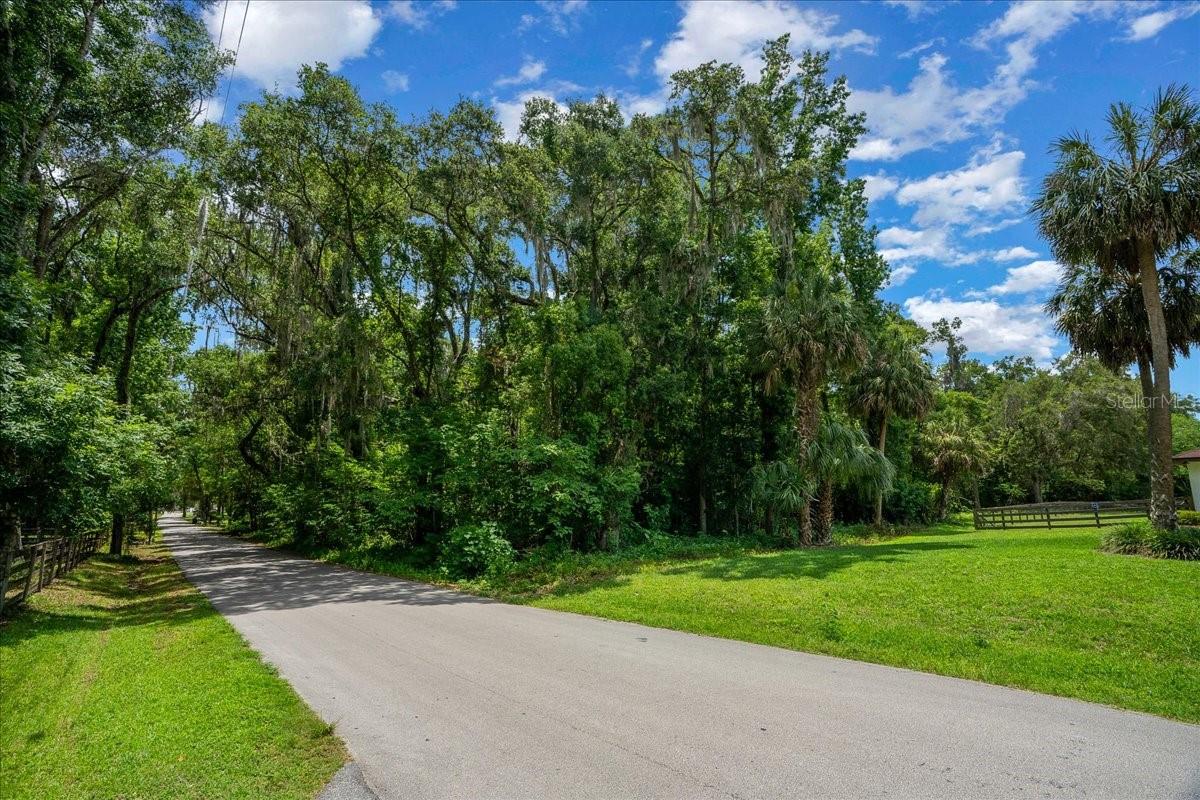 FLORIDA ORANGE GROVE - Land