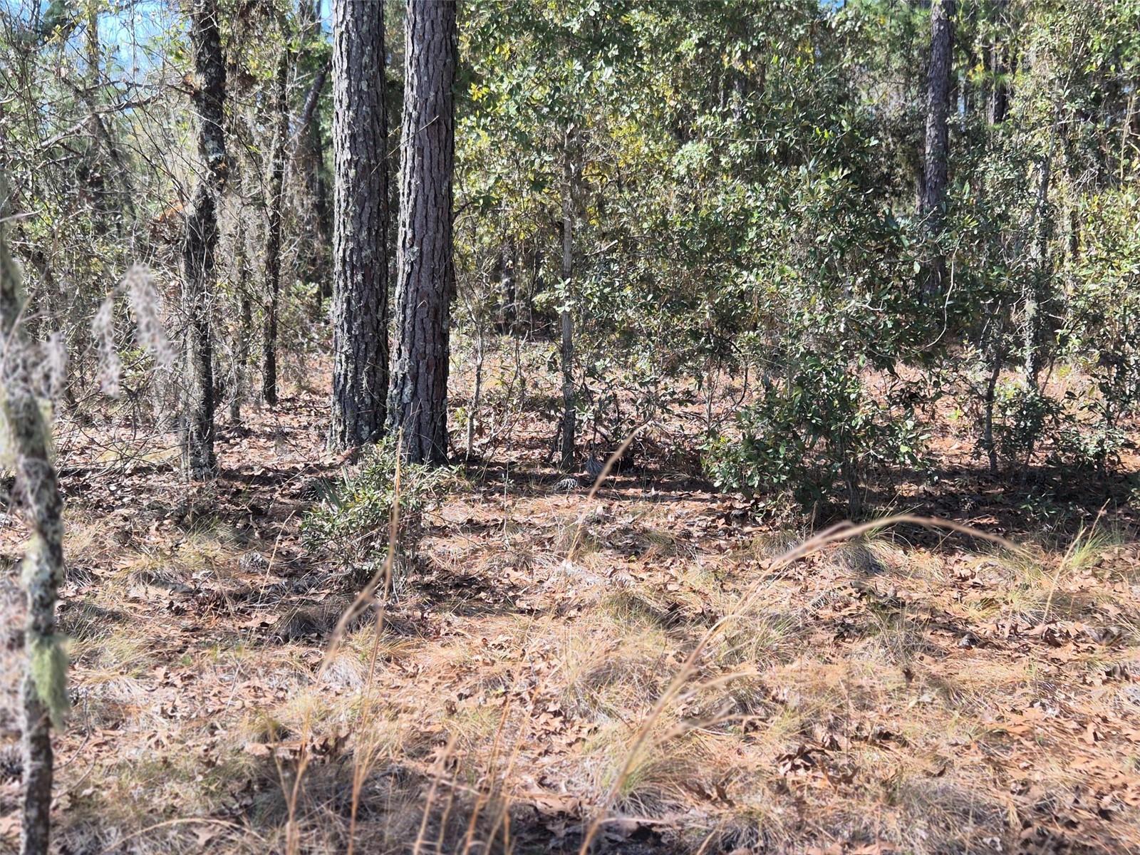 1 ACRE LOT IN WILLISTON HIGHLANDS UNIT 12! Located just 10 min from Williston centrally located between Gainesville & Ocala. This square one acre lot offers plenty of space to build or your brand new manufactured home. Come see what rural country living has to offer with plenty of outdoor activities from swimming in the many springs  near by, salt and fresh water fishing within 30 min., Hunting or horse back riding in near by Goeth Forest.
