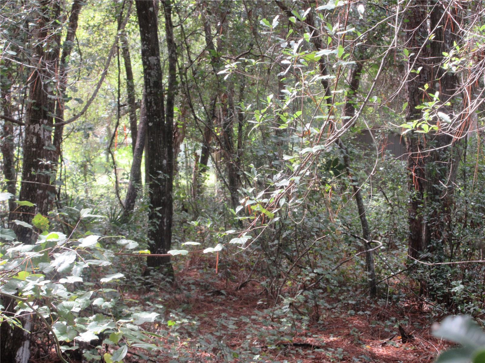 OLD BUCK - Land