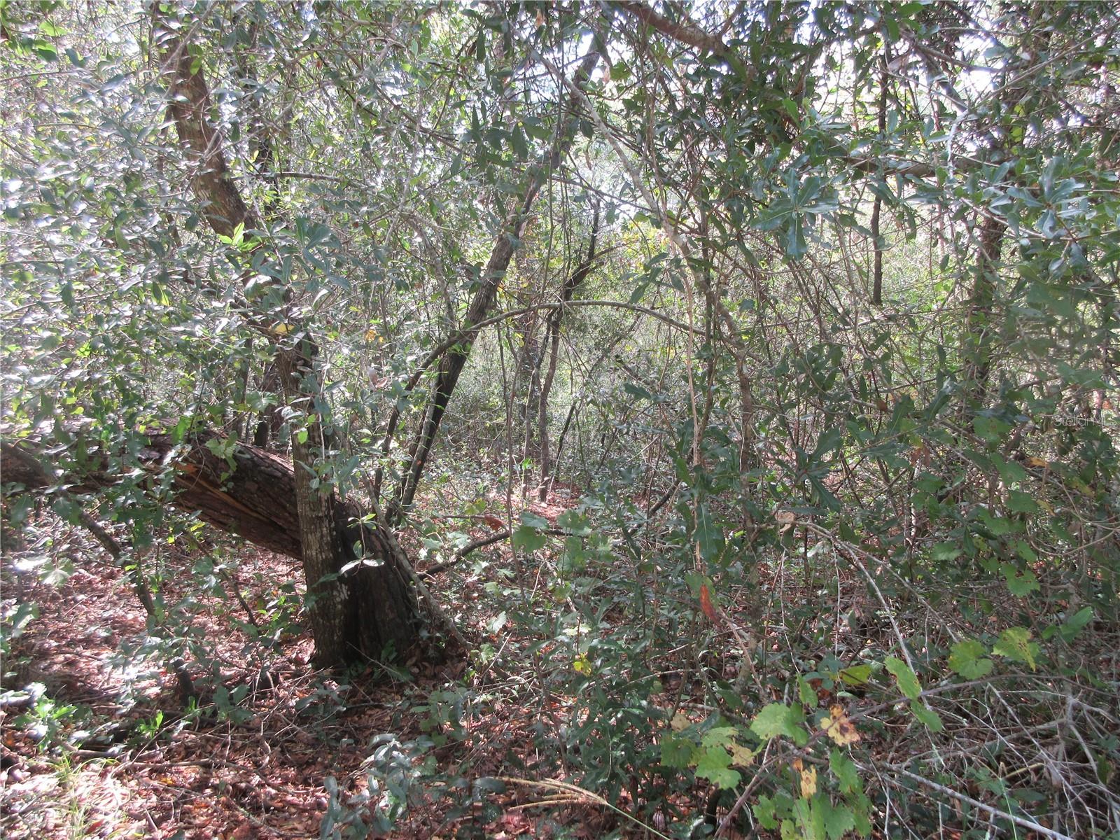 OLD BUCK - Land