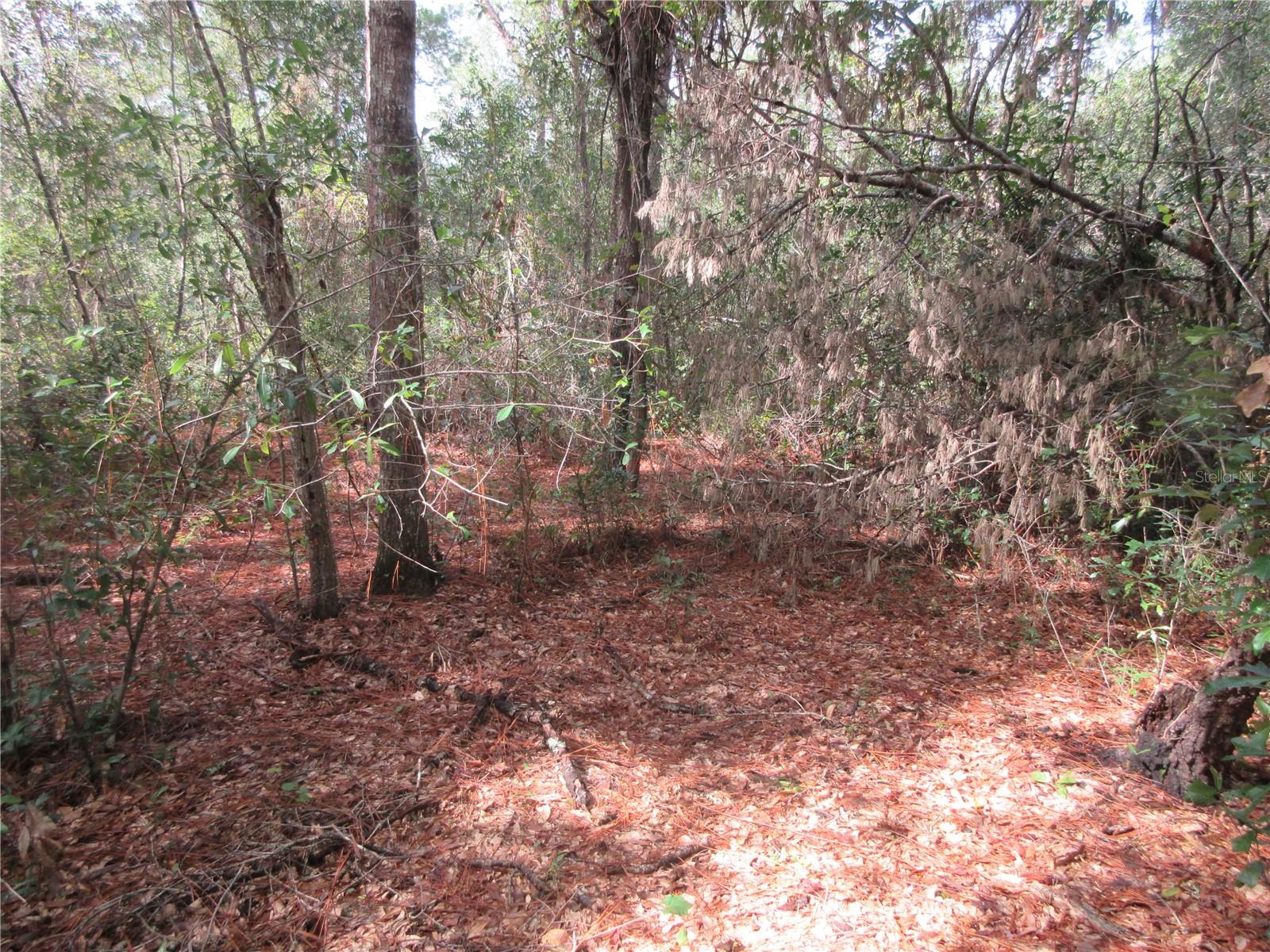 Semi-secluded quiet .29 acre wooded lot located just 1000 feet away from the Ocala National Forest entrance trail! The lot is zoned R-4 for either a mobile, stick built, or concrete block home. No HOA! If you need an extra large lot for your home, garage, and toys, this is it! The lot dimensions are 100x125. A great buy for just $11,500. Also, if you need more land, the adjoining Lot 69 (MLS#OM711560) is also available. Its the same size (100x125). Both lots would give you .58 acres. You can have both lots for $29,800. This vacant lot is located in the Ocala National Forest which affords you almost a ½ million acres of forest to roam, 600 lakes, 2 rivers Juniper Springs, Silver Glen Springs, Salt Springs, swimming, skiing, Big BASS Fishing, Boating, Camping, Hiking, Horse back riding and some of the best ATV riding anywhere. Daytona Beach is just 1 hour away. Let the fun begin! You need it!