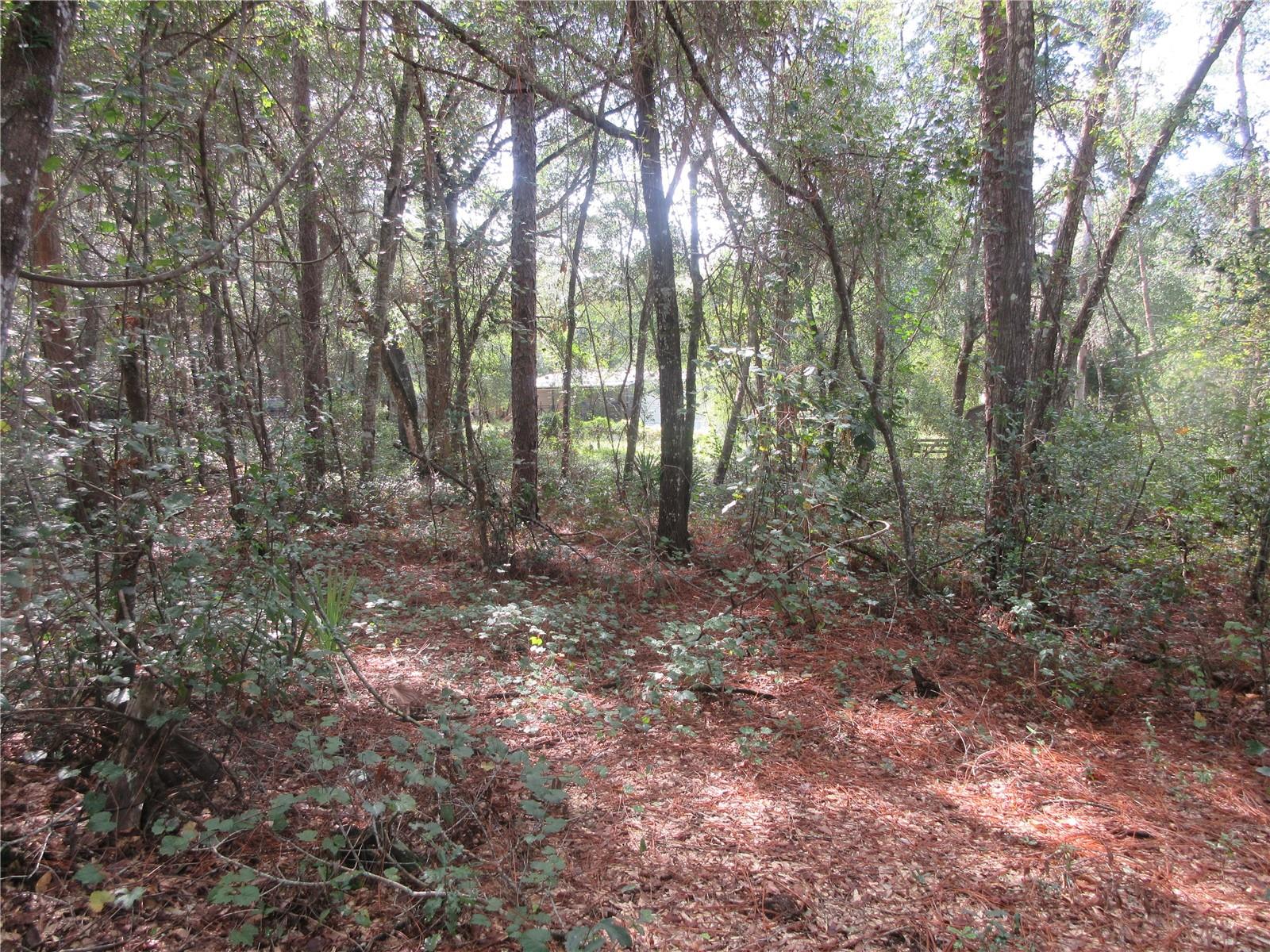 OLD BUCK - Land