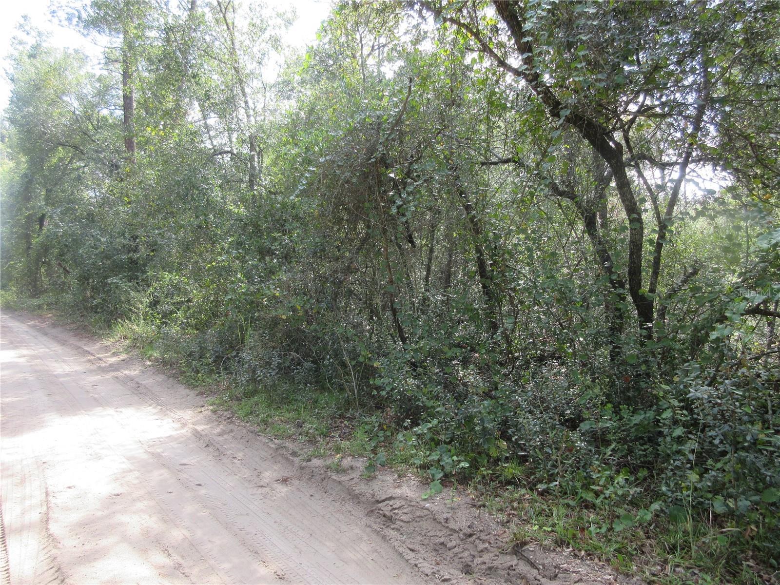 OLD BUCK - Land