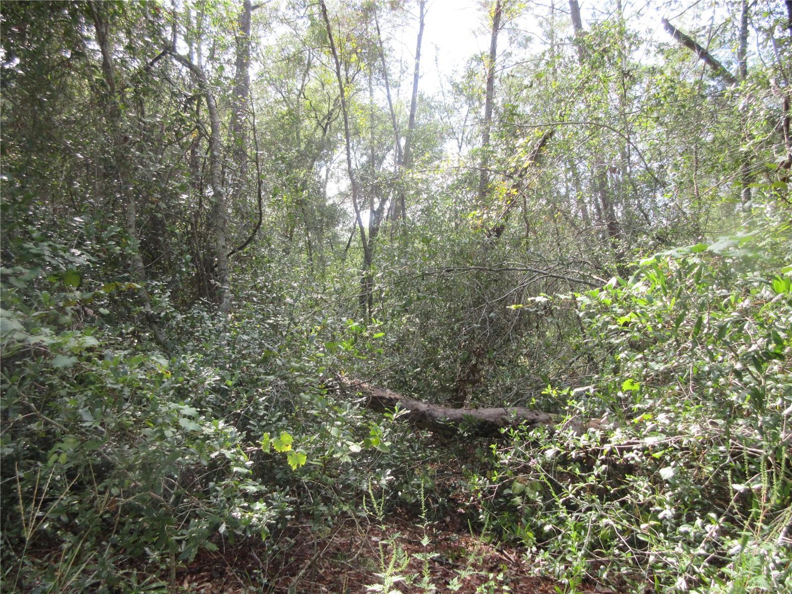 OLD BUCK - Land