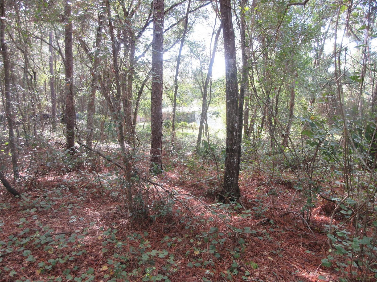 OLD BUCK - Land
