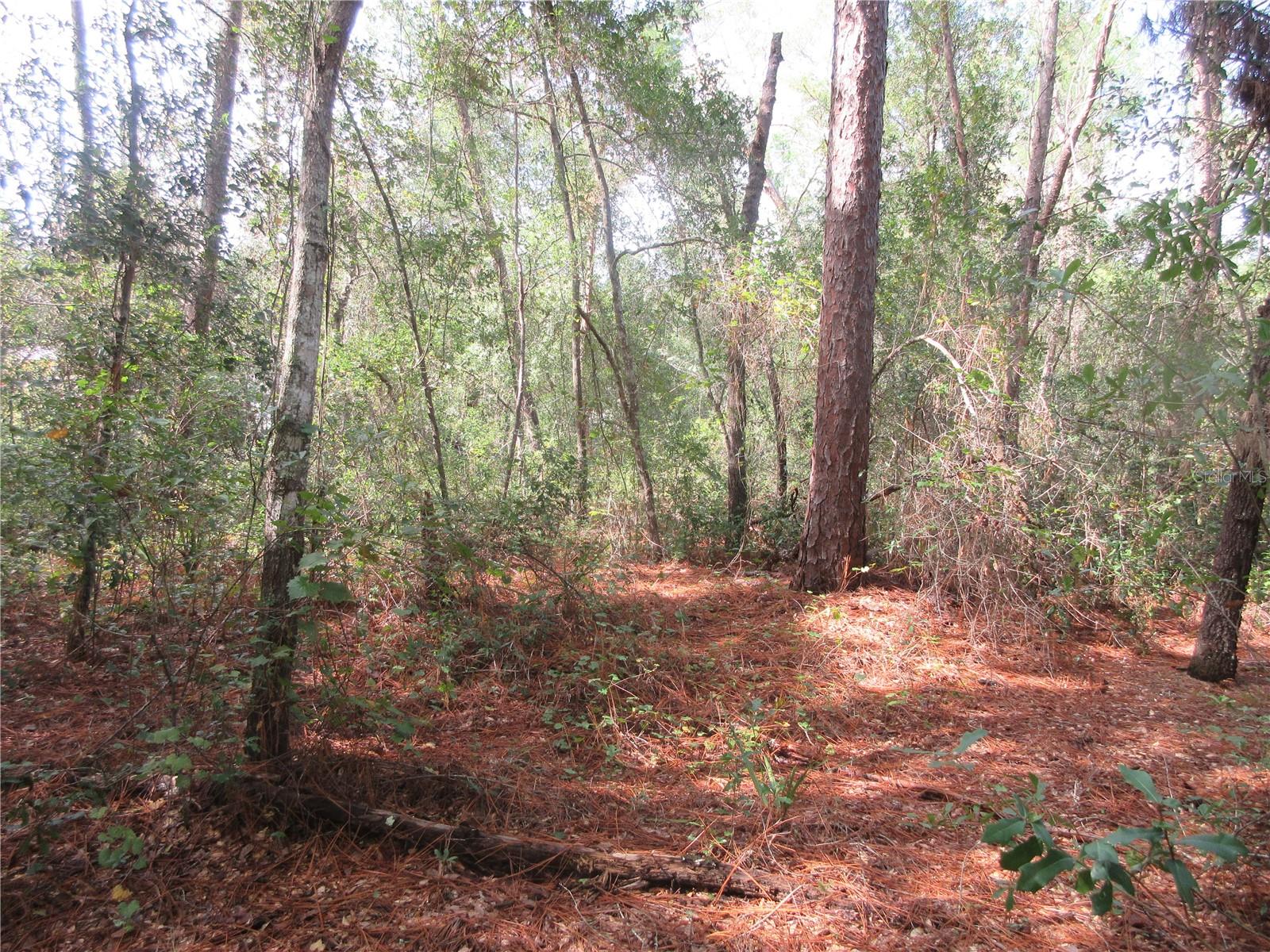 OLD BUCK - Land