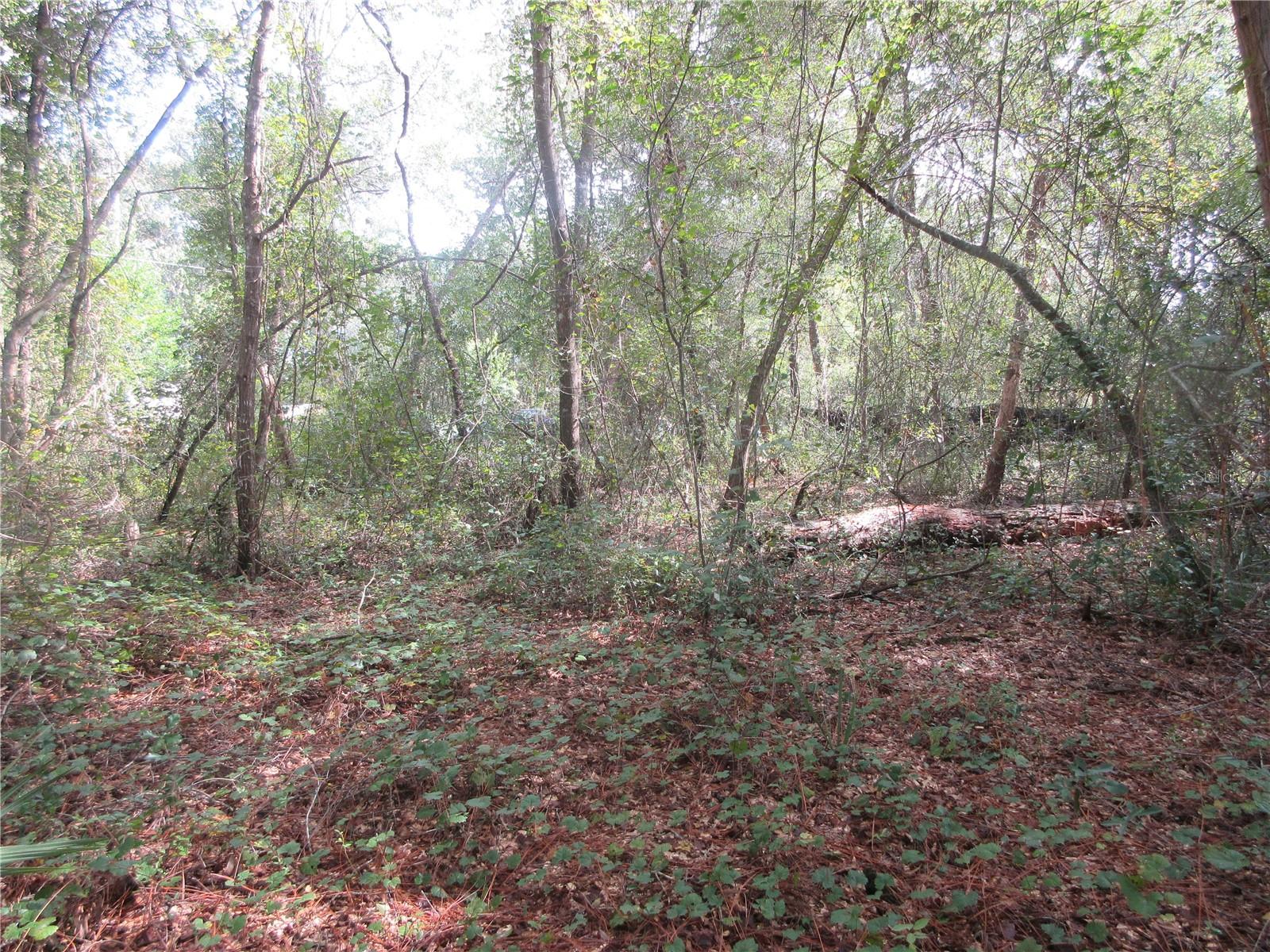 OLD BUCK - Land