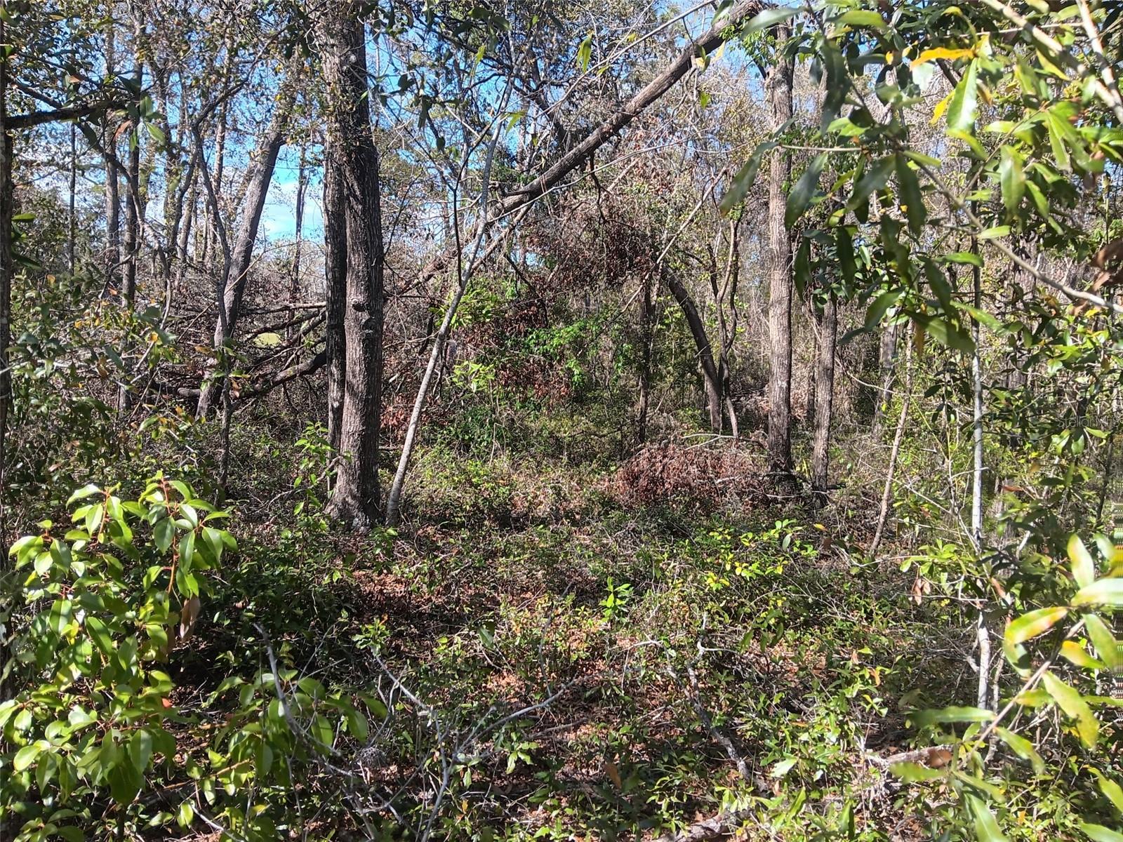 OAK FOREST ESTATES - Land