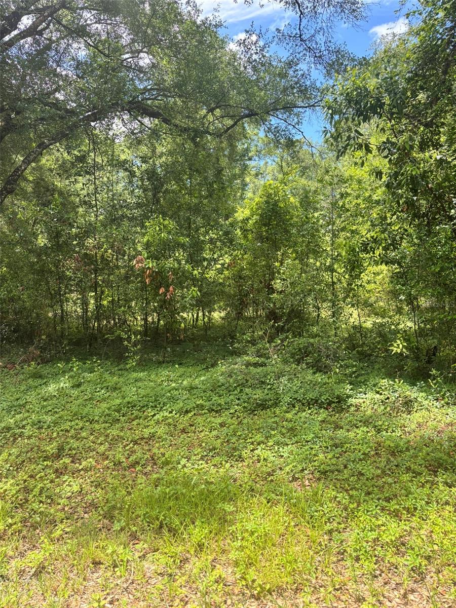 SELLER FINANCING!!  50% down!  1.19 Acre parcel zoned Residential. Build your dream home or just have a piece of land to decide what to do with later. At this price you can't go wrong. Situated near many outdoor activities and raw land. The possibilities to dream big are right here for you to take advantage of. Drive by today to take a look, maybe you will be surprised by the vision that comes into view.  Close to all things Chiefland!