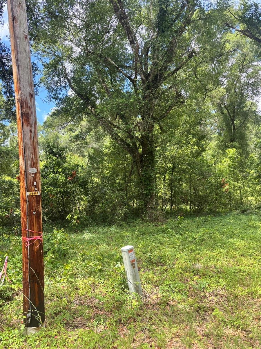 SUWANNEE RIVER FARMS - Land