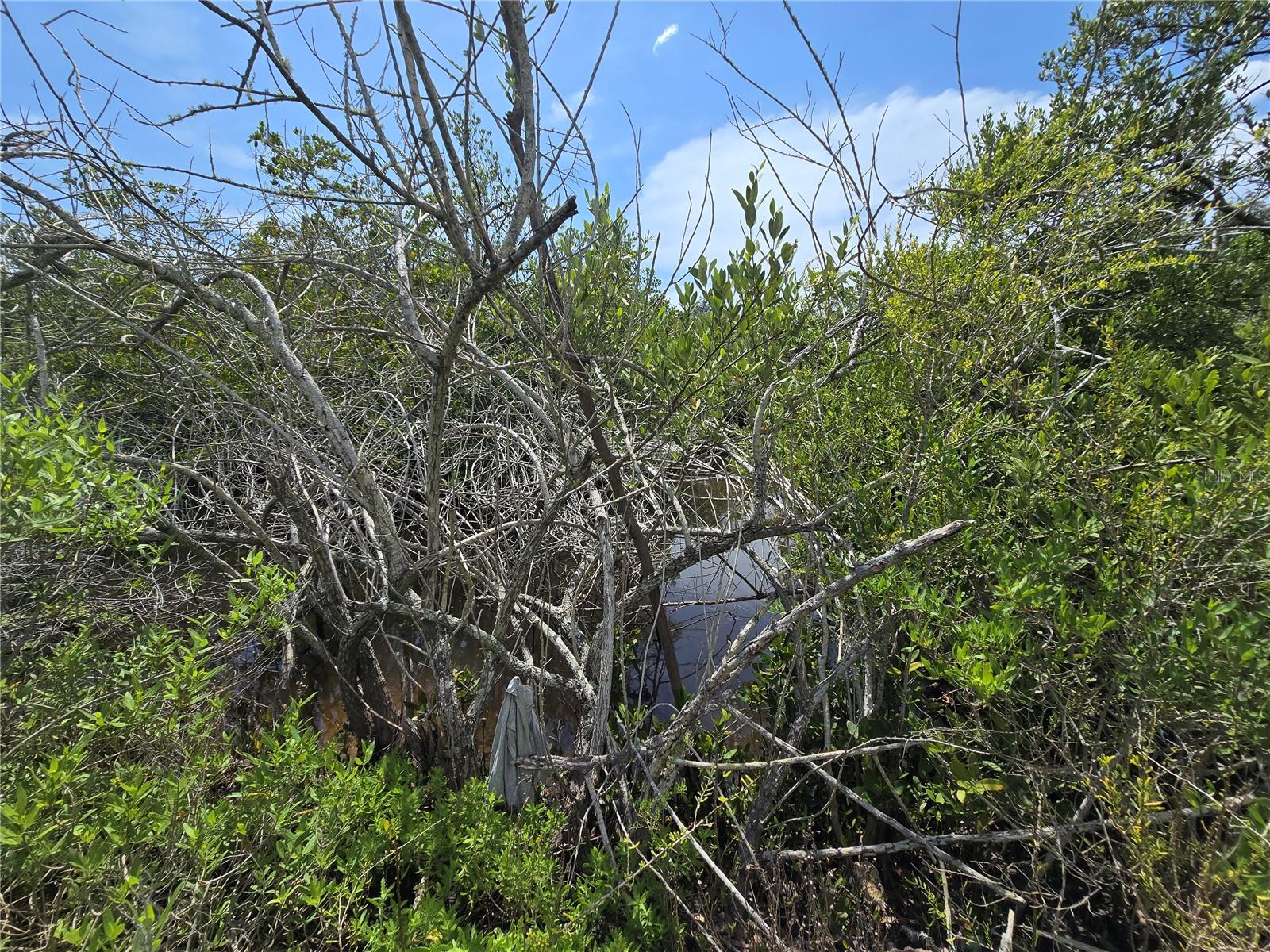 TAMPA TARPON SPGS LAND CO - Land