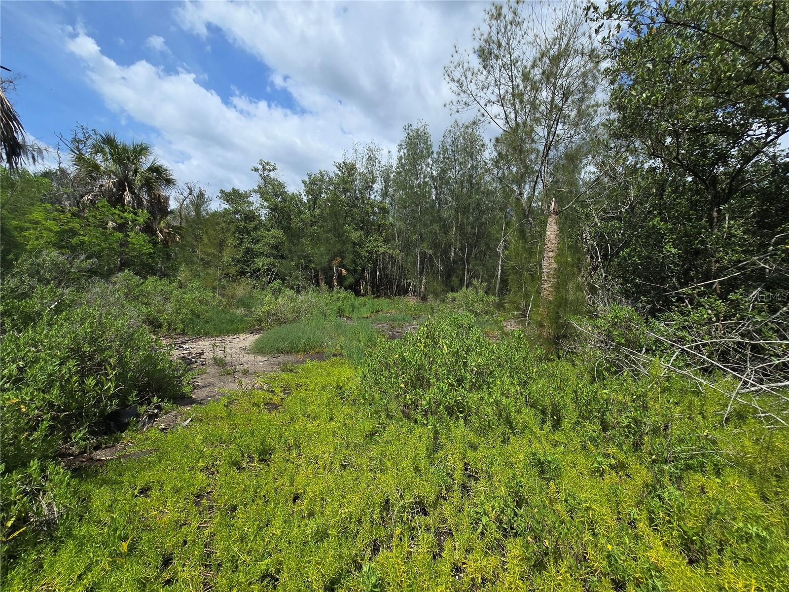 TAMPA TARPON SPGS LAND CO - Land
