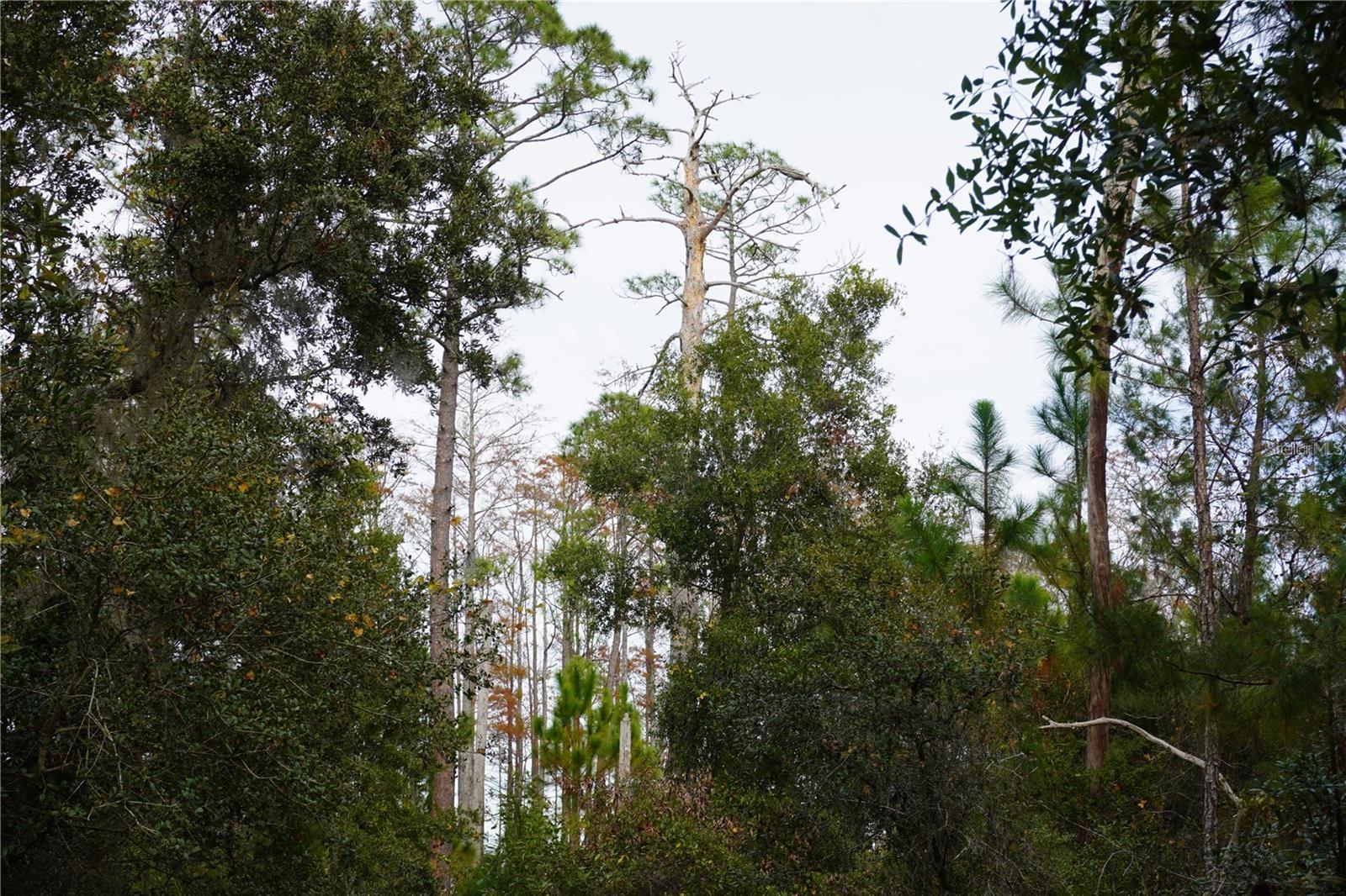 DAYTONA PARK ESTATES SEC H UNREC 253 - Land
