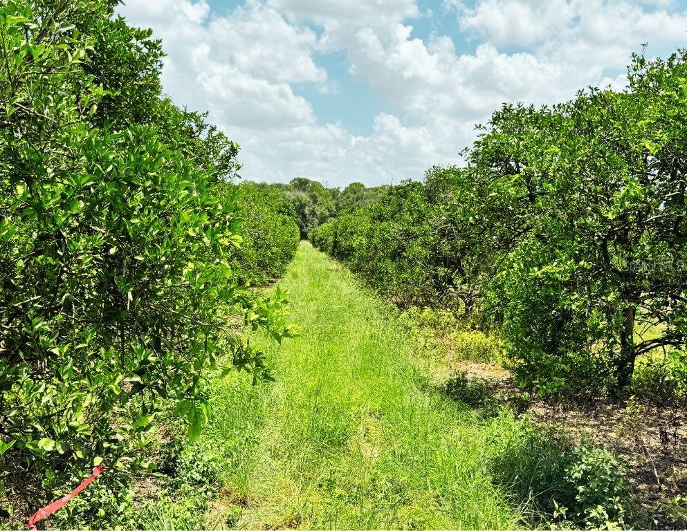 LAKE PERSIMMON - Residential