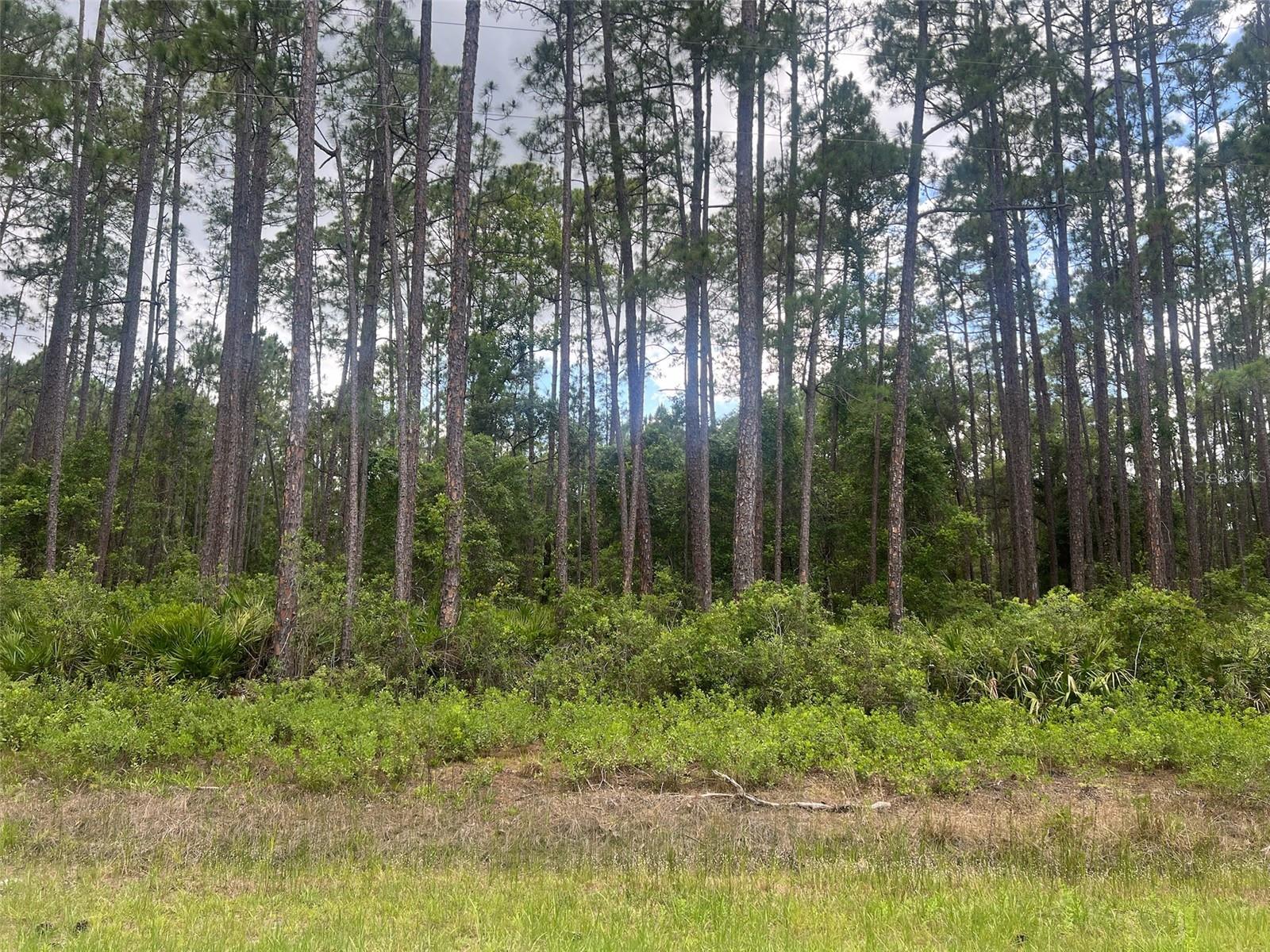 Welcome to paradise! The lovely lot in Paradise Lakes / Georgetown Cove is nestled in a serene community near Lake George and Crescent Lake Conservation Area. This beautiful wooded lot offers so much potential! This property provides easy access to boating, fishing, and other outdoor recreational activities; and is just minutes away from Lake George and the St. Johns River. Build your dream home or invest, this location has it all! Don't let this fantastic opportunity pass you by!