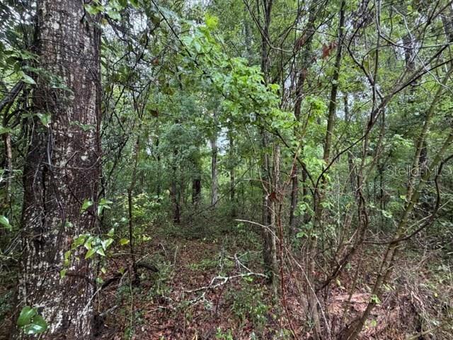 SUWANNEE OAK FOREST - Land
