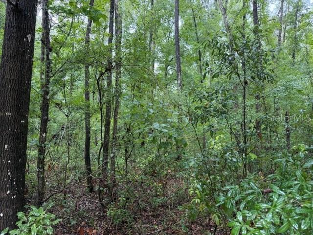 SUWANNEE OAK FOREST - Land