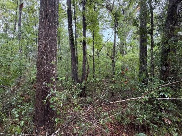 SUWANNEE OAK FOREST - Land