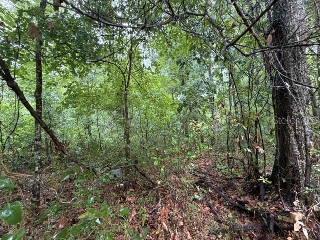 SUWANNEE OAK FOREST - Land