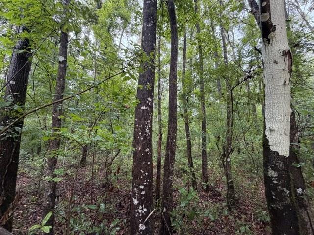 SUWANNEE OAK FOREST - Land