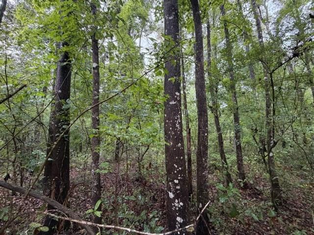 SUWANNEE OAK FOREST - Land
