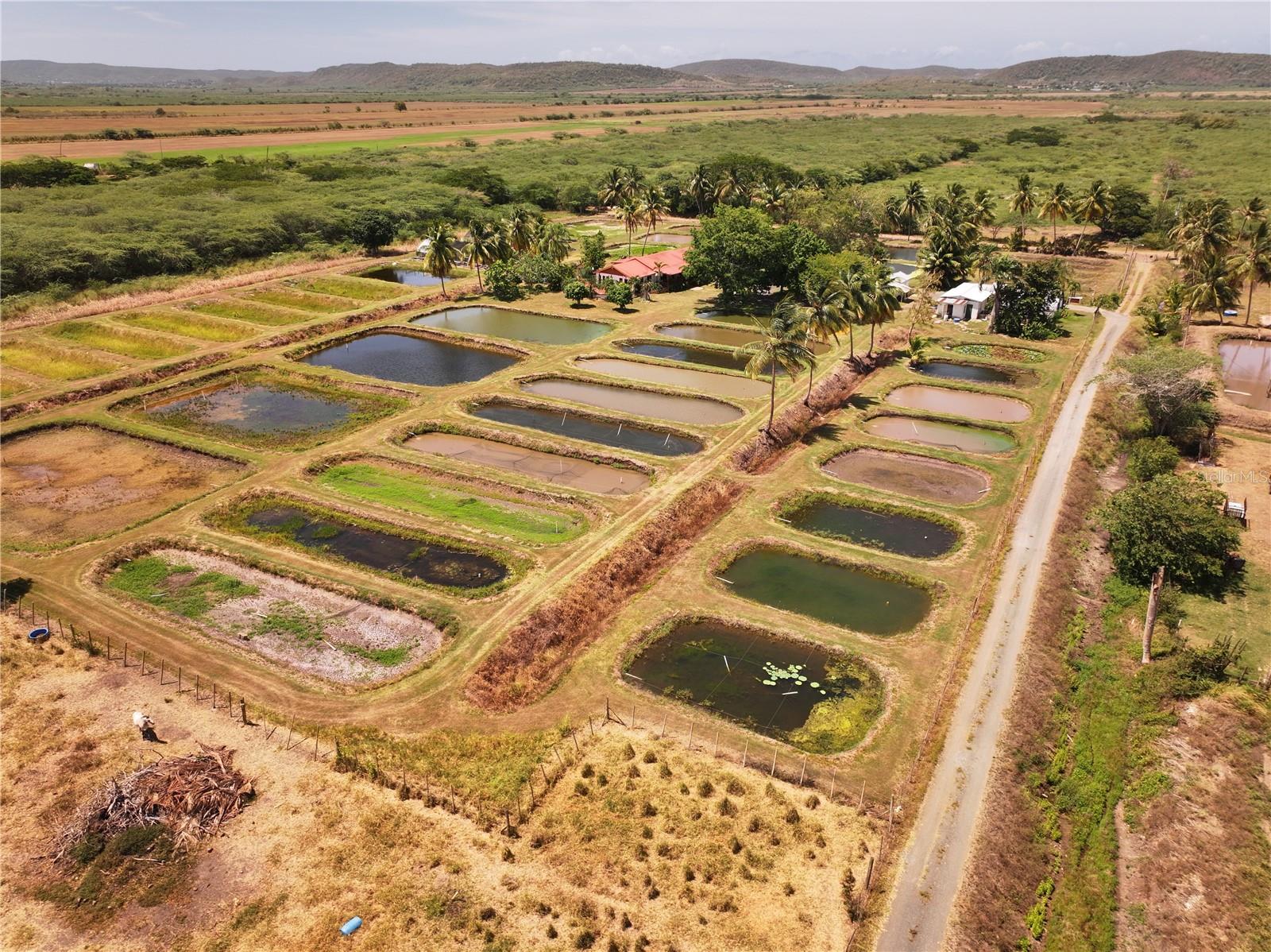 Discover an exceptional opportunity to own one of southwestern Puerto Rico's most unique agricultural properties. Situated on approximately 8.04 cuerdas (31,600.38 square meters / approximately 7.81 acres) in the peaceful countryside of Barrio La Plata, Lajas, this remarkable estate offers a rare combination of residential comfort, established agricultural infrastructure, and exceptional future potential.
The property features a spacious residence of approximately 2,201 square feet surrounded by mature landscaping and open green areas, creating a private country setting ideal for year-round living, a weekend retreat, or an owner-operator residence.
Designed and improved over many years for agricultural and aquaculture use, the property includes multiple utility buildings, greenhouse structures, concrete ponds, production areas, storage facilities, interior access roads, perimeter fencing, gated entrance, and numerous site improvements that would require significant investment to reproduce today.
Whether your vision includes agricultural production, aquaculture operations, research facilities, educational programs, specialty farming, nursery operations, sustainable agriculture, agritourism opportunities (subject to applicable permits and regulations), or simply owning a substantial private estate with extensive infrastructure already in place, this property offers exceptional flexibility.
Located within Puerto Rico's fertile Lajas Valley, the property enjoys convenient access to PR-117, nearby municipalities including San Germán, Cabo Rojo, Sabana Grande, and the many recreational attractions of Puerto Rico's southwest region, while maintaining the privacy and tranquility expected from a rural estate.
The AR-1 (Agricultural Reserve) zoning supports a variety of agricultural-related uses, making this an attractive opportunity for farmers, investors, agricultural entrepreneurs, institutions, or buyers seeking a unique long-term asset.
Properties offering this combination of acreage, residential improvements, agricultural infrastructure, accessibility, and future development potential are increasingly difficult to find throughout Puerto Rico.
This offering includes the real estate, land, residential improvements, agricultural support structures, and existing site improvements. Buyers are encouraged to independently verify zoning, permits, allowable uses, and development possibilities with the appropriate governmental agencies.
Schedule your private showing and discover the possibilities this extraordinary Lajas property has.