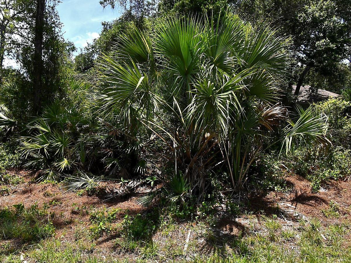 Great opportunity to secure a residential lot in an established and quiet neighborhood of North Port, Florida. Whether you’re looking to build now or hold for future appreciation, this property offers flexibility and strong potential in a steadily expanding area.
Conveniently positioned near local schools, shopping centers, restaurants, and healthcare facilities, this lot provides easy access to daily essentials while maintaining a peaceful residential feel. Just a short drive to Warm Mineral Springs, nearby parks, and a variety of outdoor recreational areas, along with quick connections to Sarasota, Venice, and surrounding Gulf Coast destinations.
With unbeatable advantages: no HOA, no CDD, no Scrub Jay zone (per the Sarasota County Property Appraiser website as of 05/03/26, please reconfirm during due diligence), and an environmental study already completed (available upon request).
A solid option for builders, investors, or end-users seeking value in one of Southwest Florida’s most active and growing markets.