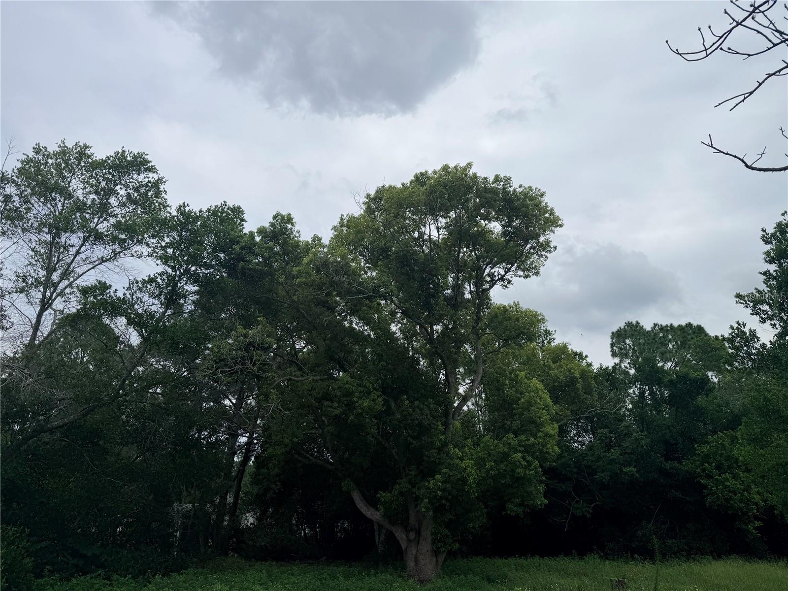 SPRING HILL - Land