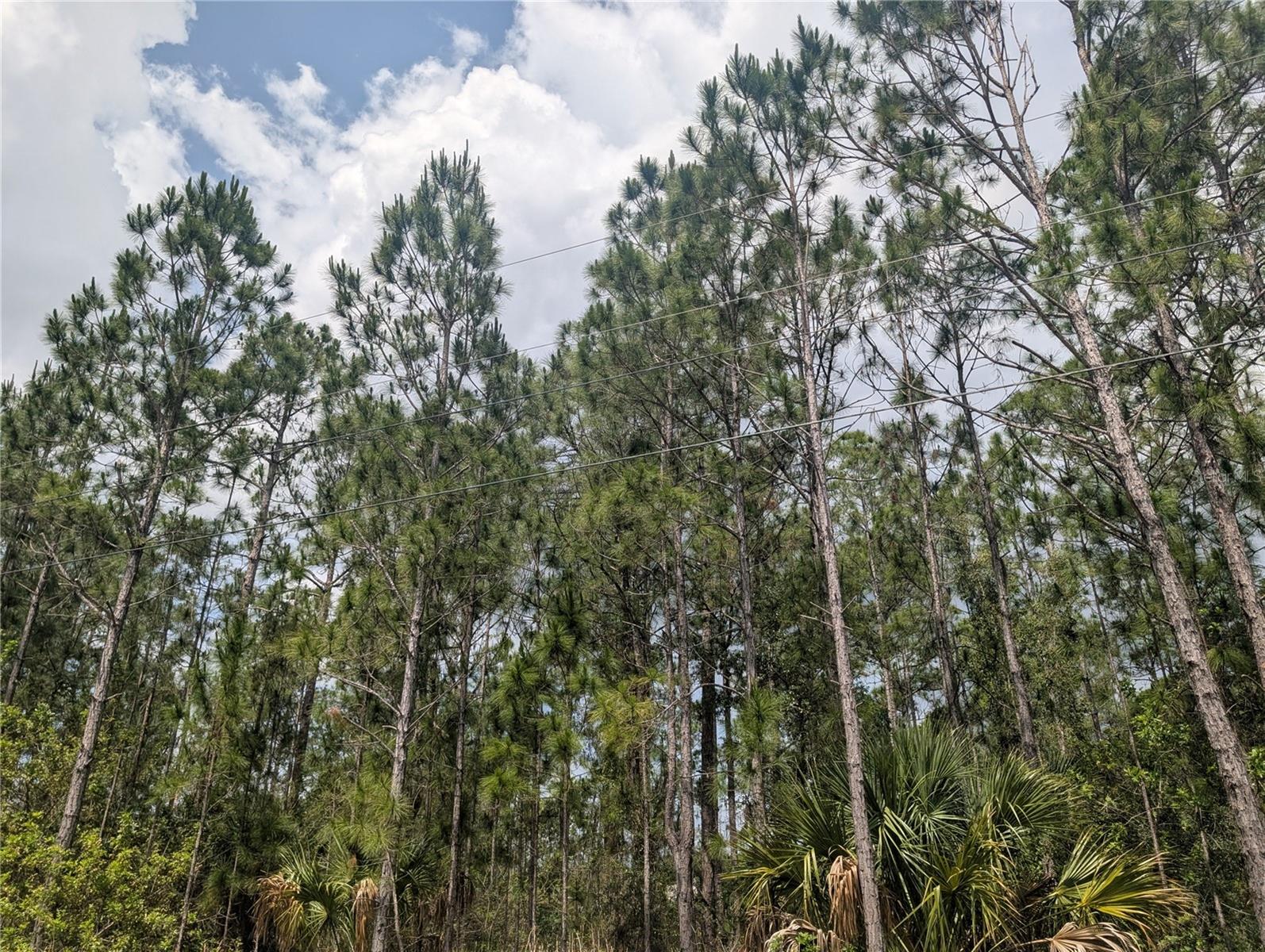 INDIAN LAKE ESTATES - Land