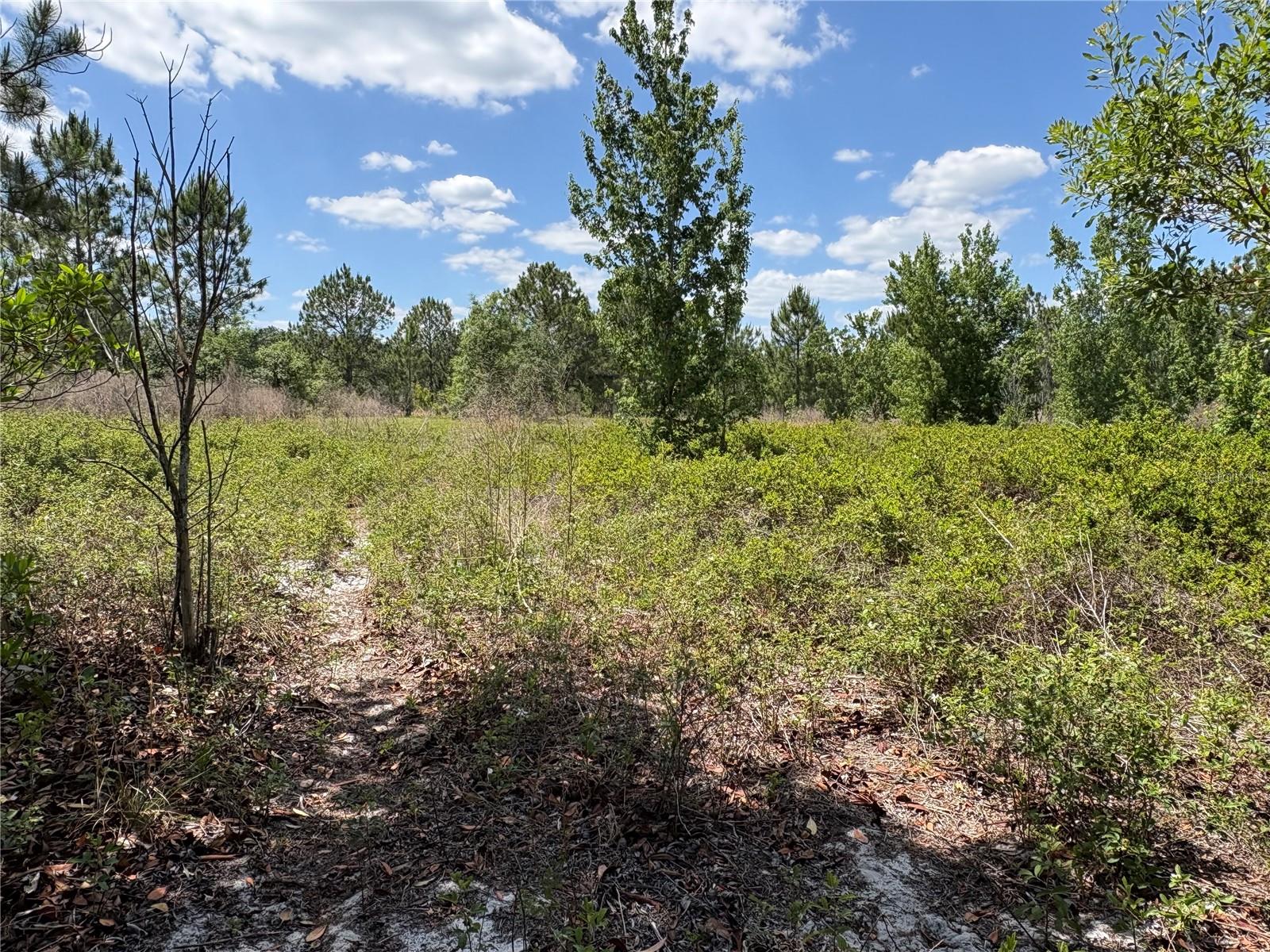 Investor opportunity in a growing area of Polk County. This parcel offers potential for future development or long-term hold, with nearby residential growth and convenient access to surrounding areas. Ideal for buyers looking to secure land with upside potential while navigating county requirements.  The property is a non-conforming parcel and is currently not part of the adjacent Double Diamond subdivision. Buyer to verify all information with county. Property may require variance and county approval for permitting and development. Legal access and intended use should be confirmed during due diligence. Buyer to conduct all due diligence.