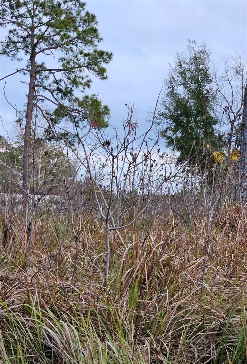 LAKE WEIR HEIGHTS - Land