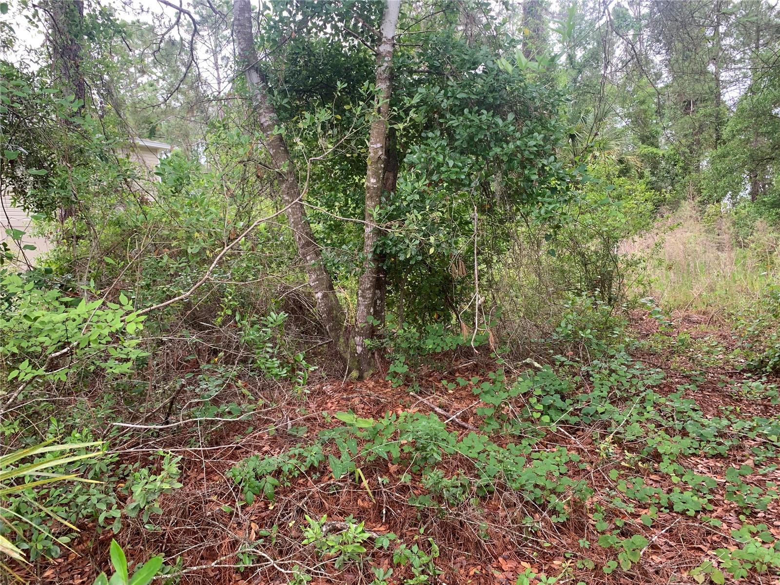 LIVE OAK GOLF & COUNTRY CLUB ESTATES - Land