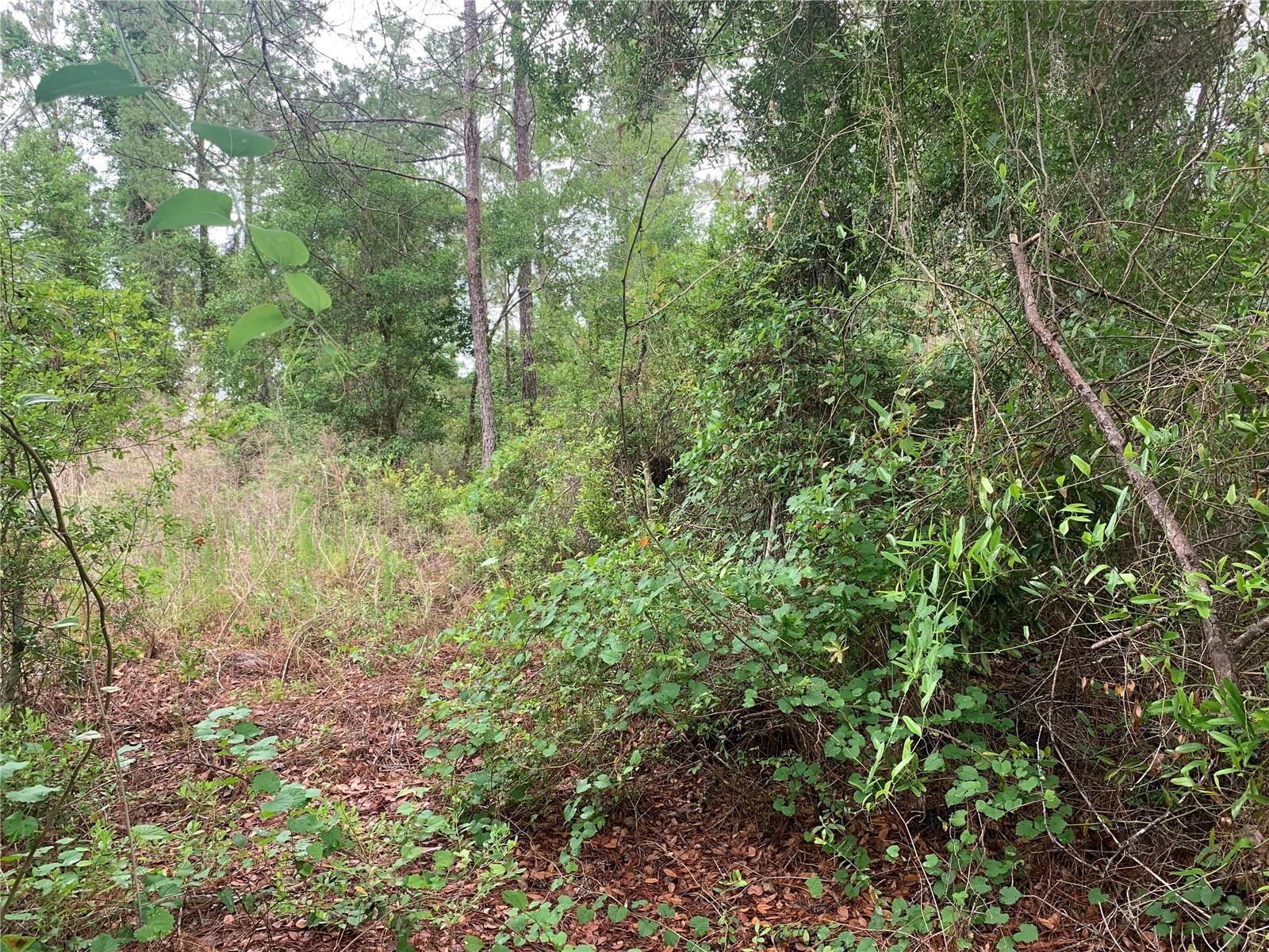 LIVE OAK GOLF & COUNTRY CLUB ESTATES - Land