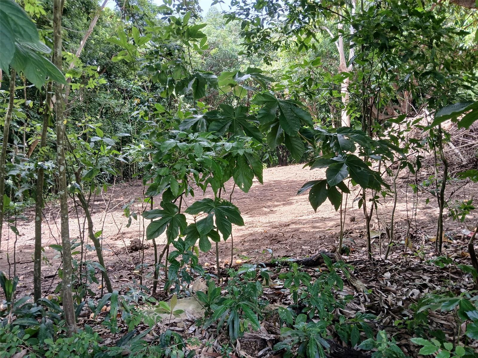 BARRIO BARRERO - Land