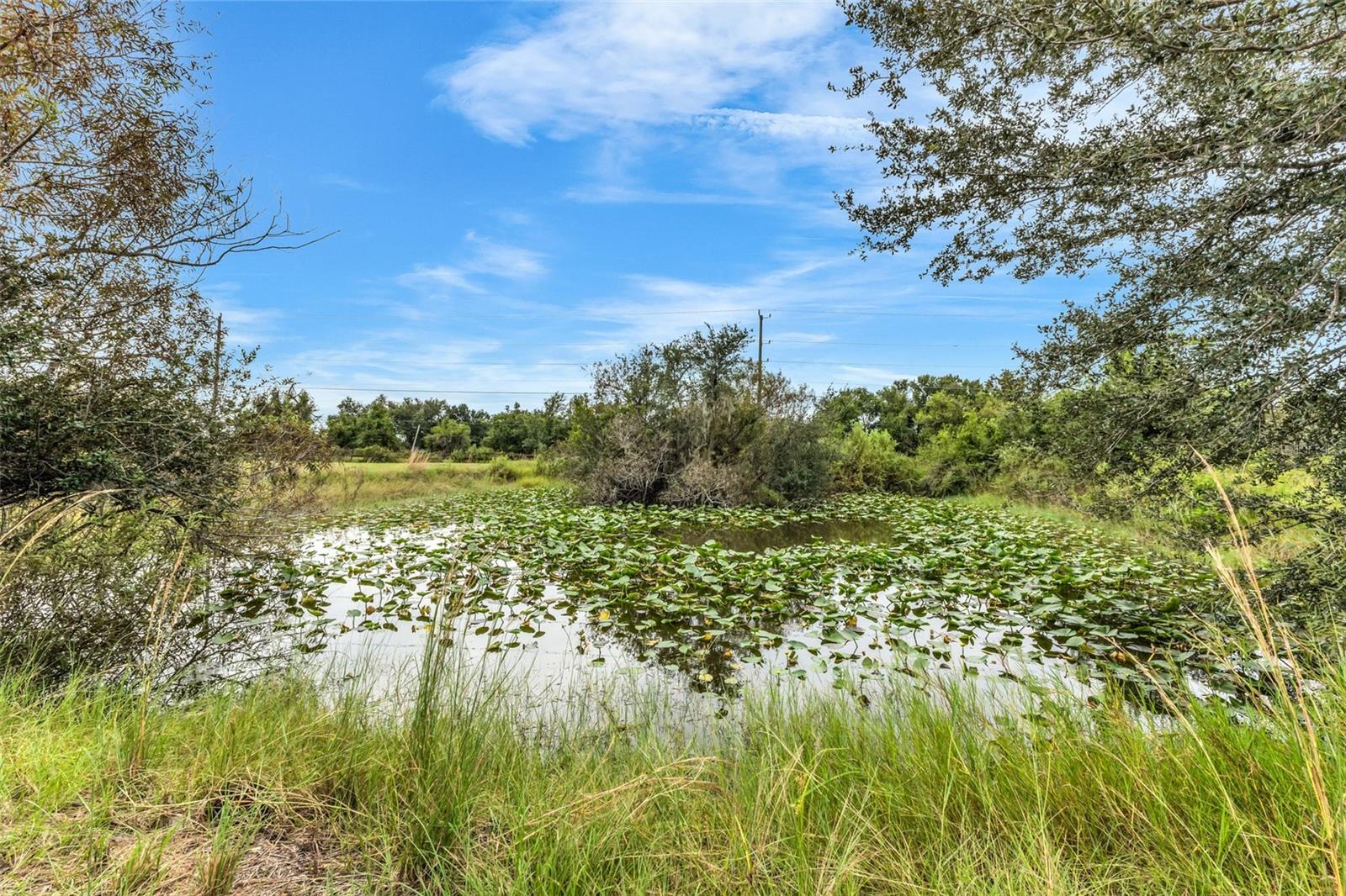 PUNTA GORDA - Residential