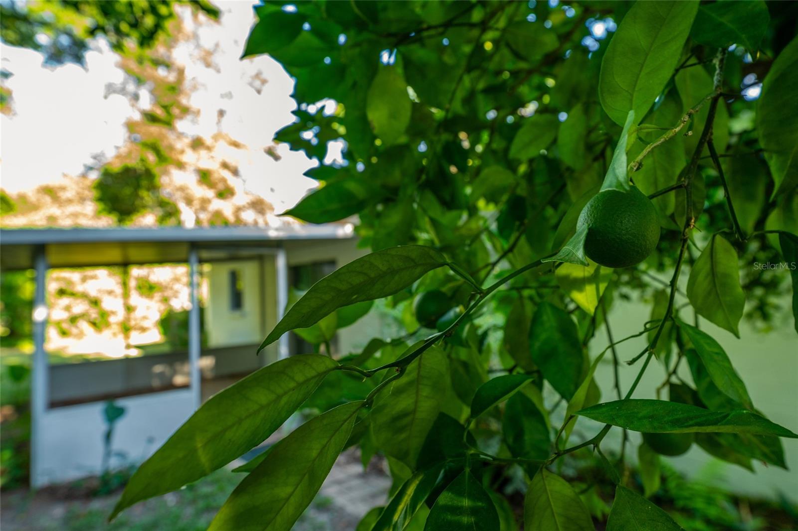 RENEWOOD - Residential