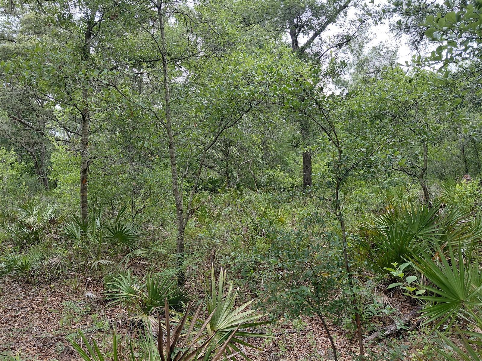 RIDGE MANOR ESTATE - Land