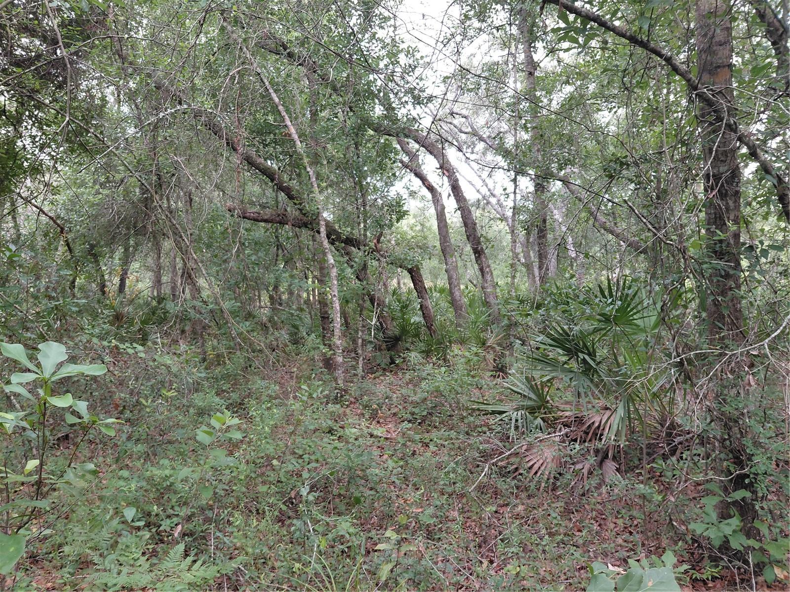 RIDGE MANOR ESTATE - Land