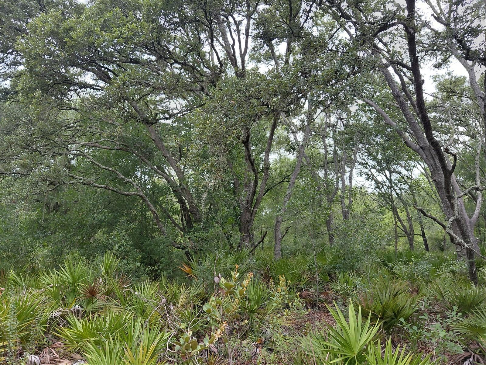 RIDGE MANOR ESTATE - Land