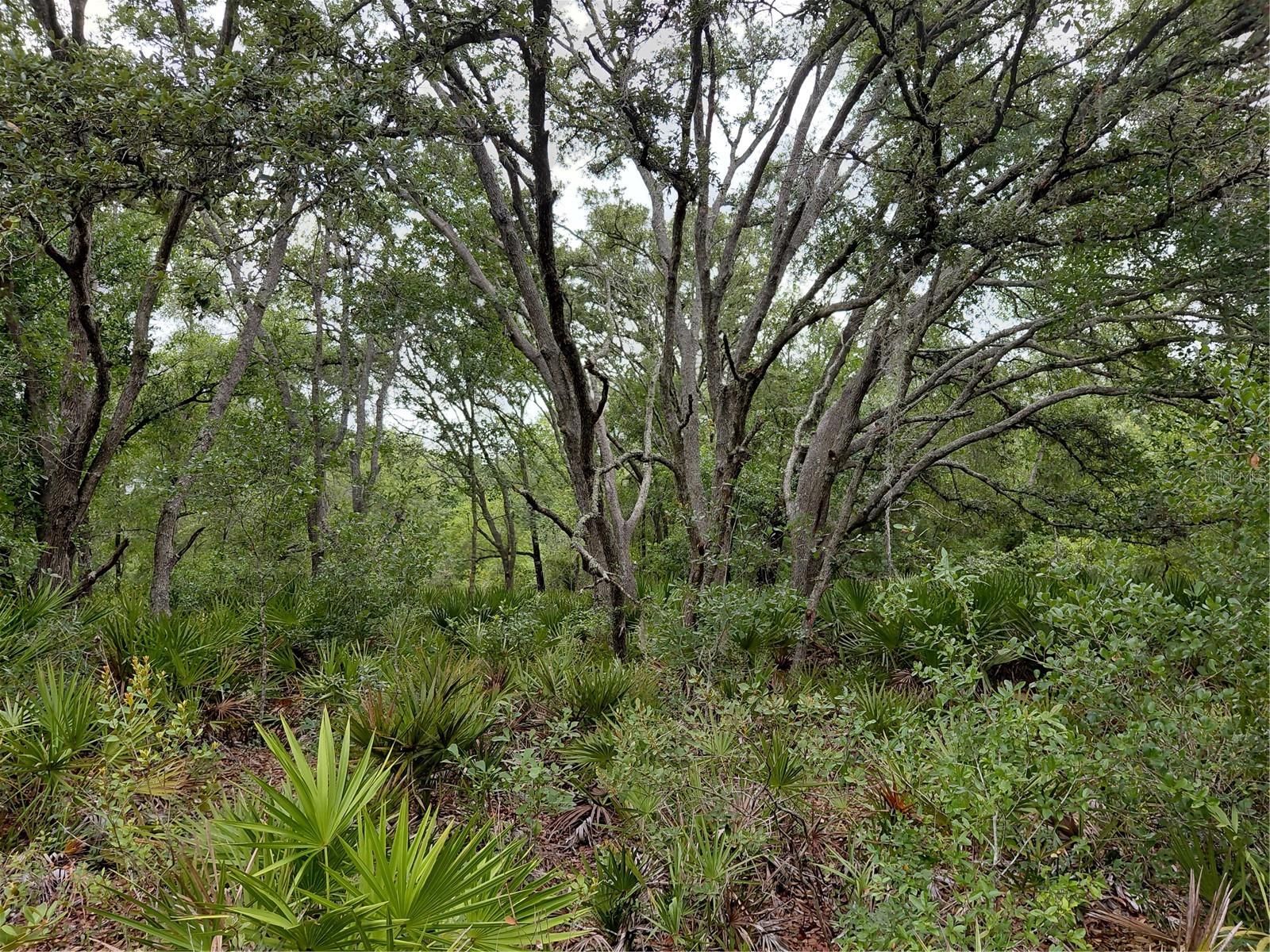 RIDGE MANOR ESTATE - Land