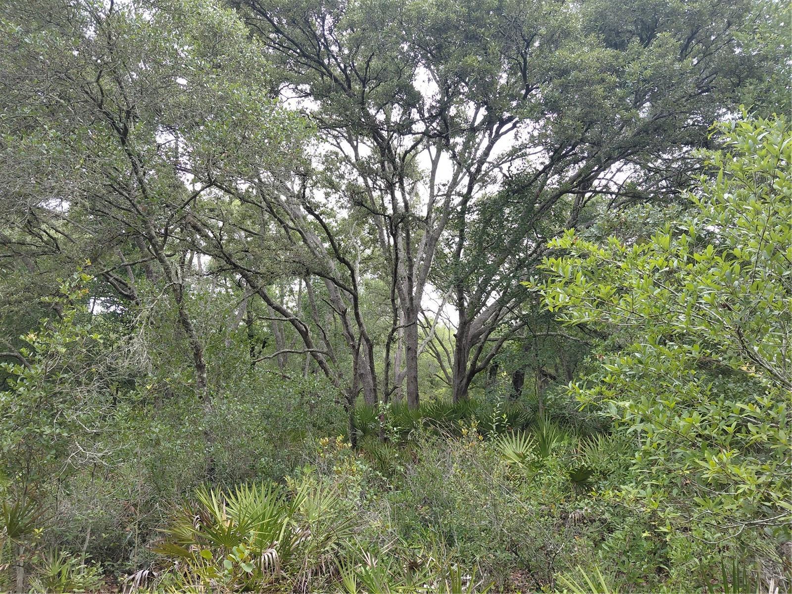 RIDGE MANOR ESTATE - Land