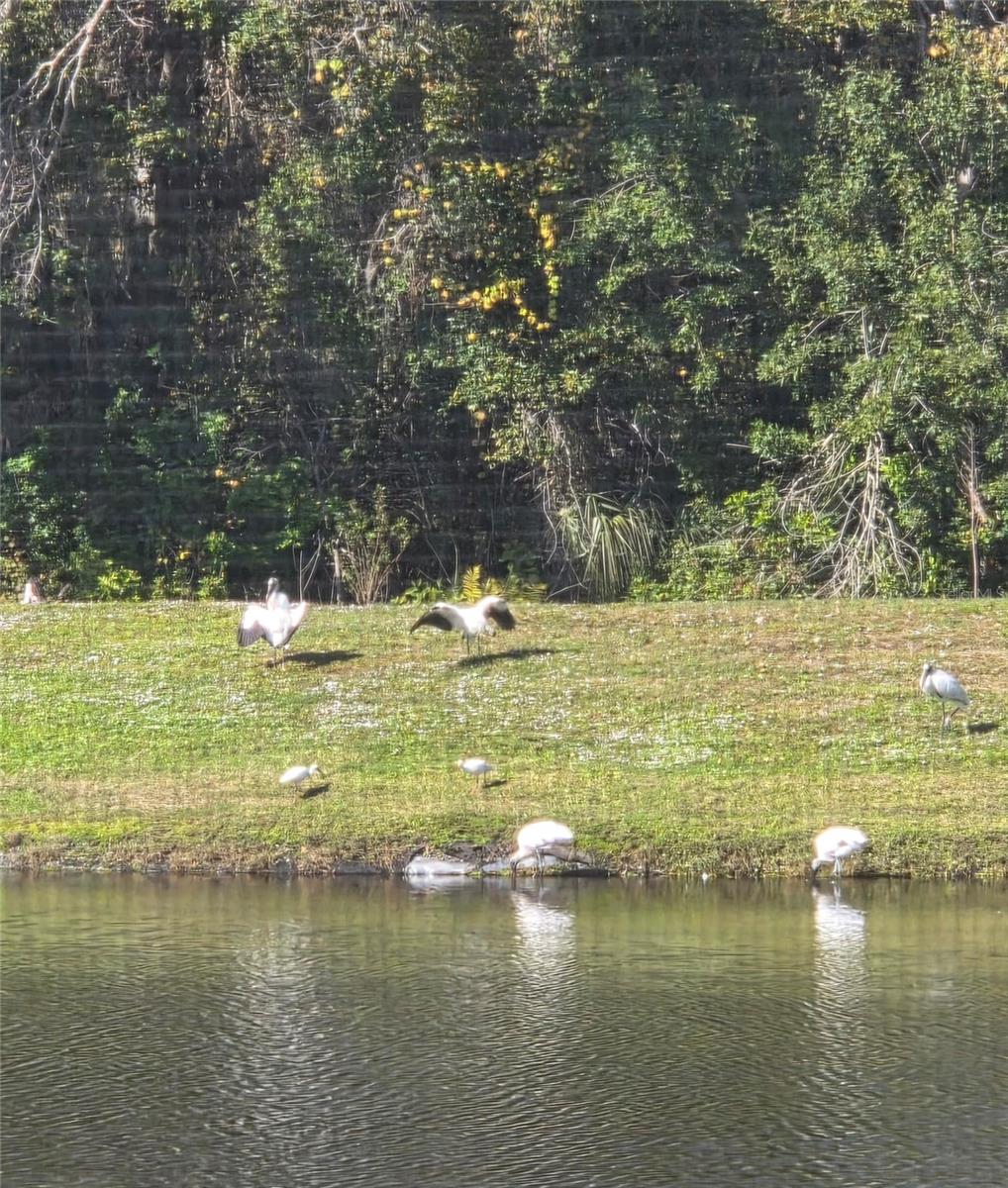 NORTH LAKE OF TARPON SPGS - PH 1 - Residential