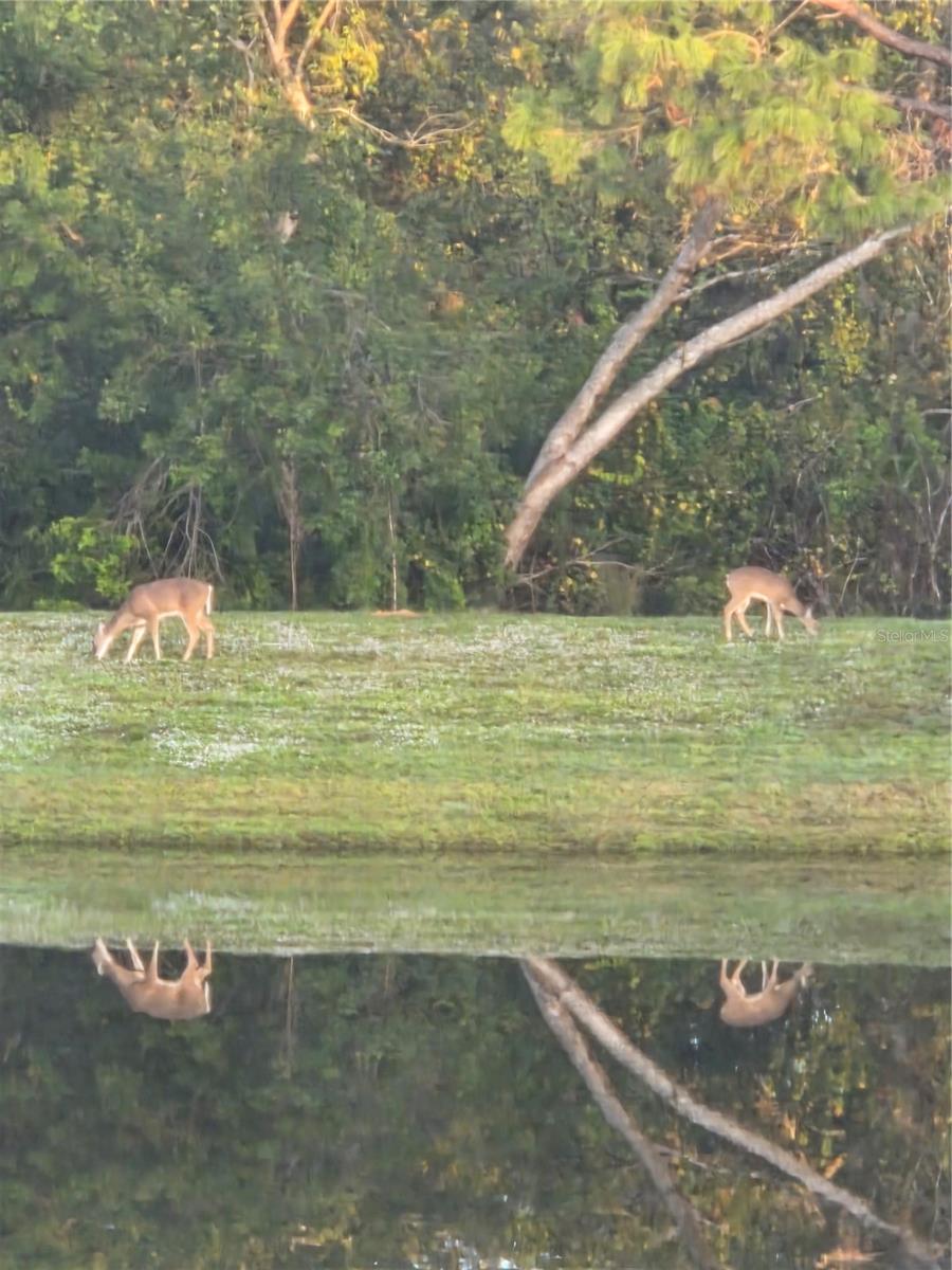 NORTH LAKE OF TARPON SPGS - PH 1 - Residential