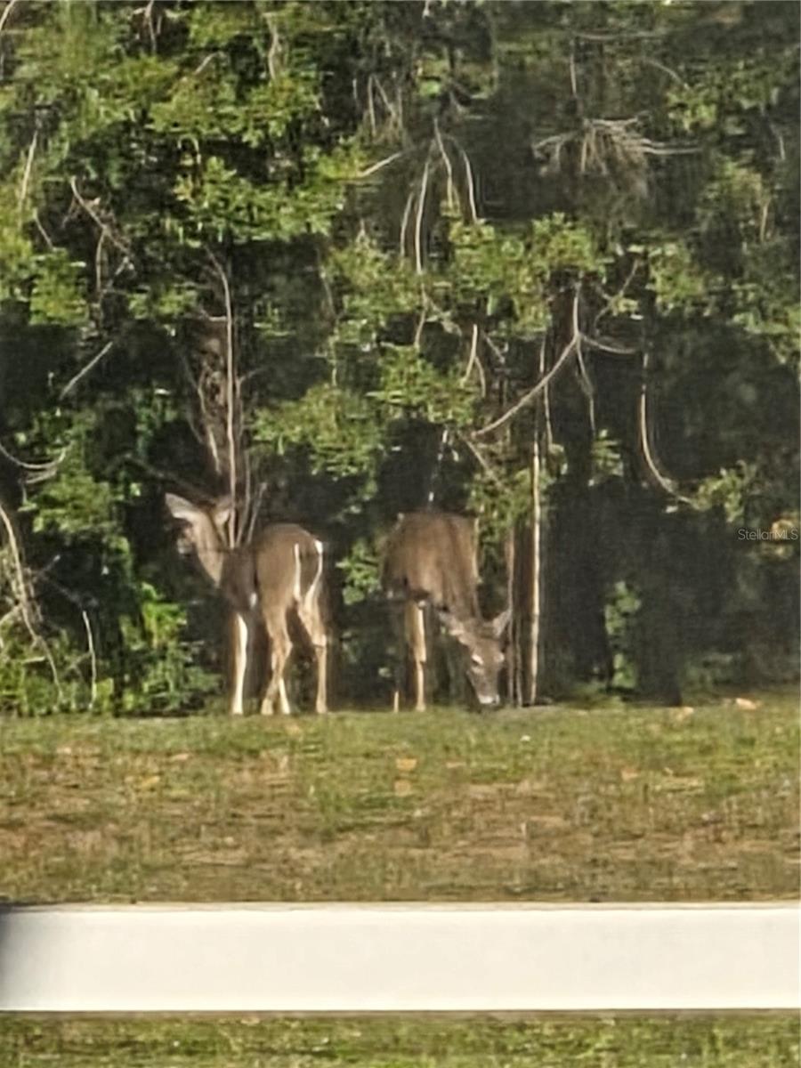 NORTH LAKE OF TARPON SPGS - PH 1 - Residential