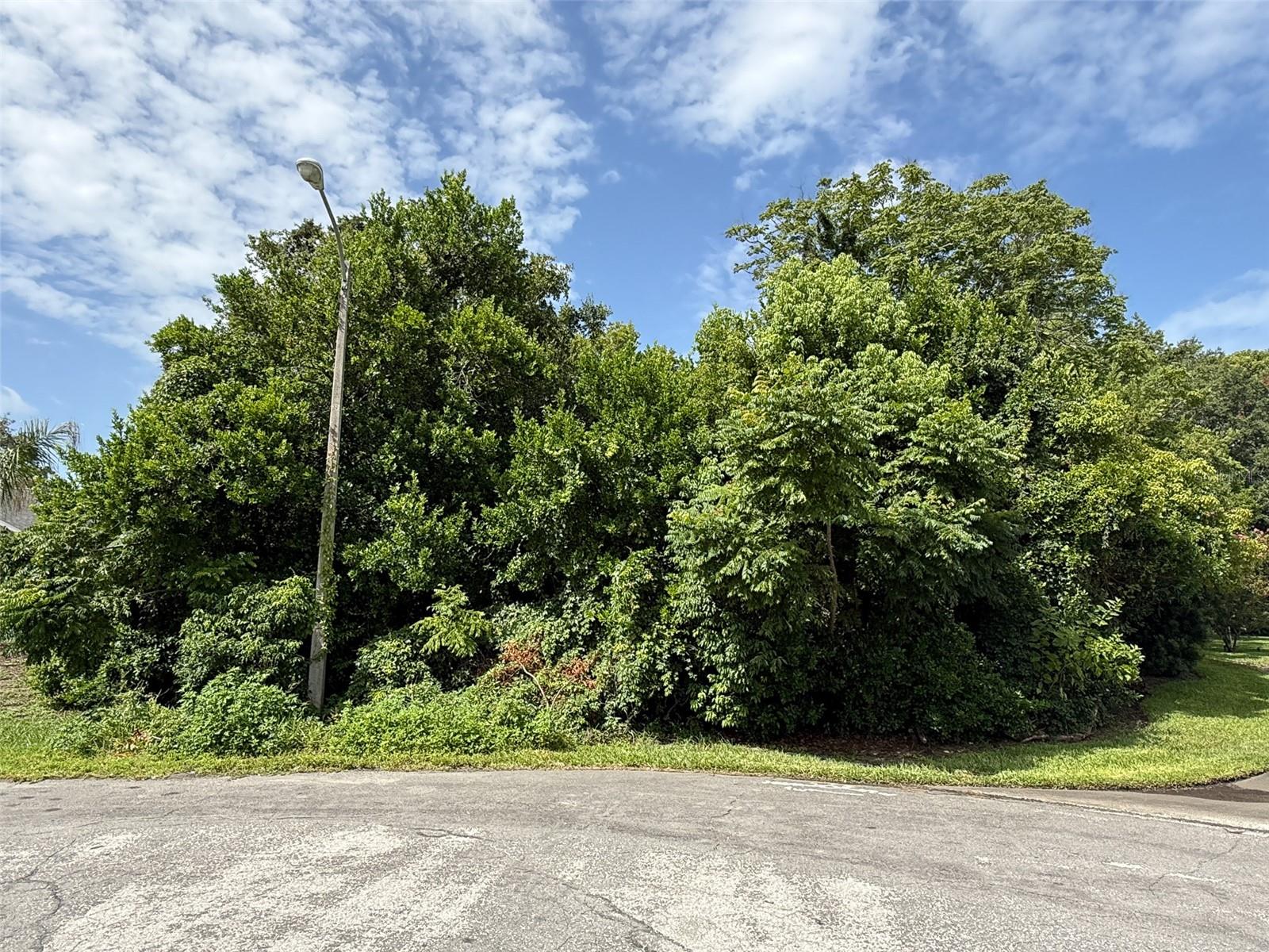 AMIDON WOODS - Land