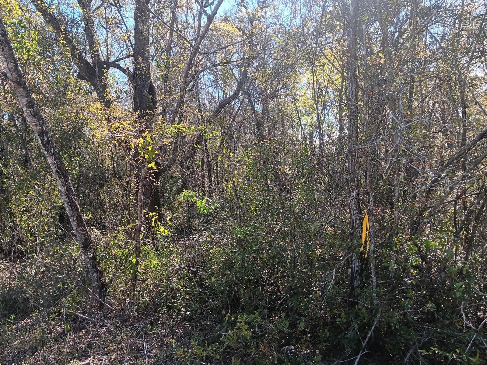 OAK FOREST ESTATES - Land