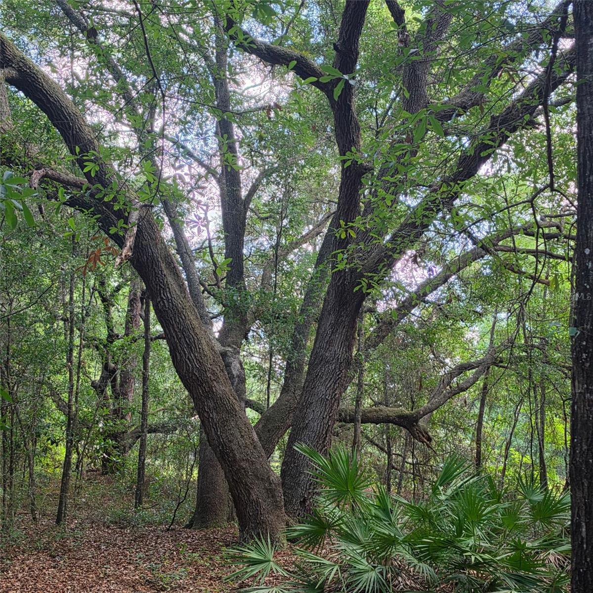 RARE OPPORTUNITY! The only active homesite currently available in the prestigious gated community of Silver Meadows North. This beautiful 1.86-acre homesite offers a rare combination of privacy, natural beauty, and space. Towering live oaks, mature hardwoods, and natural limestone features create the perfect setting for your custom dream home.
Surrounded by beautiful estate homes, this one-of-a-kind property offers the charm of Old Florida while remaining just minutes from shopping, dining, medical facilities, and Silver Springs State Park. Bring your own builder and create the home you've always envisioned in one of Ocala's most desirable gated communities.